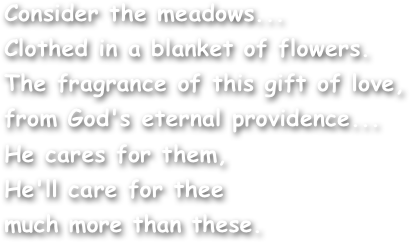 Consider the meadows...
Clothed in a blanket of flowers.
The fragrance of this gift of love,
from God's eternal providence...
He cares for them,
He'll care for thee
much more than these.